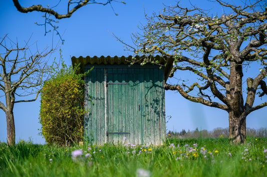 Boundary Trees & Overhanging Branches: Who’s Really Responsible?