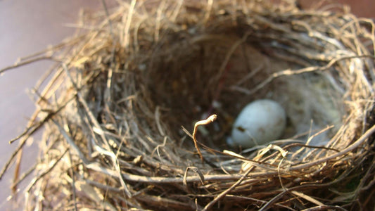 Tree services & UK nesting season.