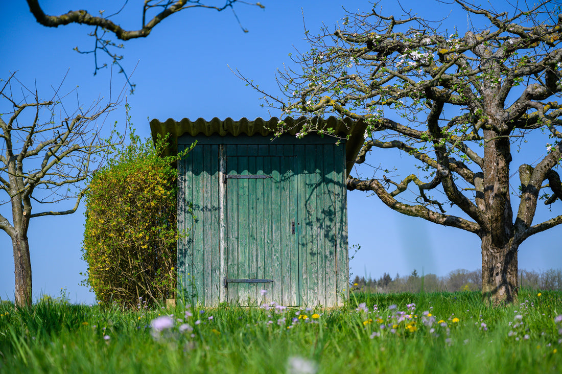 Boundary Trees & Overhanging Branches: Who’s Really Responsible?