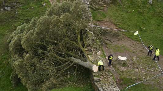 Tree Protection Orders - Sycamore Gap Tree.