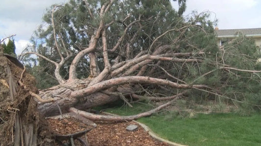 Who’s Responsibility Is That Fallen Tree?